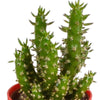 Cactus mix 5.5 cm - 5x - in gekleurde plasticpot