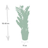 Zamioculcas Zamiifolia - Ø17cm - ↕70cm