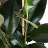 Ficus Elastica Robusta Ø27cm - ↕115cm in Boule WIT pot