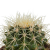 Bolcactus mix 8,5 cm | 3 stuks - in Mexicaanse pot