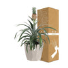 Ananas Mi Amigo in ELHO b.for rock 14 cm warm grey