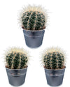 Cactus- Echiocactus Grusonii- 24cmØ- 23-28cm hoog - Zinc - Ø11.5 cm - 3x - ↕13 - 17 cm