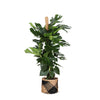 Monstera Deliciosa MOSSTOK Ø27cm ↕150cm in Albury BLACK print mand