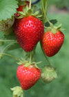 Fragaria x ananassa Delizzimo - Aardbei