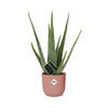 Aloe Vera 12cm in ELHO Vibes Fold 14cm roze