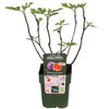 Ficus Gustissimo Perretta - Ø13 - ↨45cm