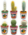 Cactus Mix - 6.5cmØ - 8-15cm hoog- (6 Stuks) - Mexico - Ø7.5 cm