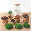 DIY terrarium - Teddy bonsai - ↕ 26,5 cm - Rake + Shovel + Tweezer