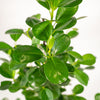 Ficus microcarpa Moclame - Ø21cm - ↕95cm + Pot Mayk Lead