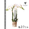 Kolibri Orchids | witte Phalaenopsis orchidee - Amabilis - potmaat Ø9cm | bloeiende kamerplant - vers van de kweker