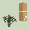 Philodendron Xanadu - Ø21cm - ↕65cm