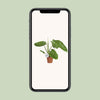 Philodendron Jose Buono - Ø15cm - ↕45cm