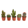 Cactus mix 5,5cm bundle