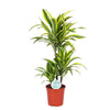 Dracaena Lemon Lime Ø21cm - ↕65cm