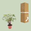 Philodendron Xanadu Op Stam - Ø17cm - ↕40cm