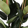 Ficus Elastica Robusta - Ø21cm - ↕90cm in Albury NATURAL mand