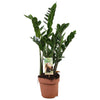 Zamioculcas 6-7 Veren - Hoogte 80-85 Cm. - Ø17cm - ↕80cm