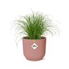 Cyperus Alternifolius Zumula in ELHO Vibes Fold 14cm roze