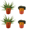 2x Aloe Spider + 2x Sinocrassula Yunnansis - 4 stuks - Ø10.5cm - ↕10cm