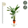 Strelitzia Augusta de luxe XXL - 250cm - ø38