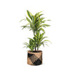 Dracaena Lemon Lime Ø21cm - ↕65cm in Albury BLACK print mand