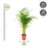 Areca palm - Ø24cm - ↕130cm