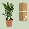 Zamioculcas Zamiifolia - Ø30cm - ↕110cm