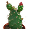 Cactus mix 5.5 cm - zonder pot bloeiend - 5x