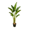 Strelitzia Augusta - 250cm - ⌀45