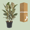 Ficus Tineke - Ø27cm - ↕85cm