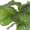 Calathea Orbifolia Ø21cm - ↕70cm