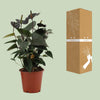 Anthurium Black Love In Transparant Sleeve - Ø12cm - ↕36cm