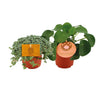 Pilea Duo 1.0 - 2 stuks - Ø10,5cm - ↕15cm