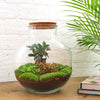 DIY terrarium - Bolder Bob Bonsai - ↕ 30 cm - Rake + Shovel + Tweezer + Scissors