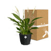 Spathiphyllum 12 Cm Torelli in 14cm b.for rock living black