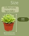 Succulenten - Echeveria Agavoides - 8.5cm Ø - 9-14cm - 3 Stuks - terracotta