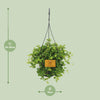 Peperomia Rotundifolia - Ø15cm - ↕25cm