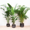 Combi deal XXL - Kentia 200 cm, Strelitzia Nicolai 225 cm, Areca 200 cm