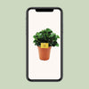 Peperomia Burning Bush - Ø15cm - ↕25cm