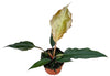 Philodendron Choco Empress - Ø10,5cm - ↕15cm