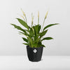 Spathiphyllum 12 Cm Torelli in 14cm b.for rock living black