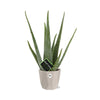 Aloe Vera 12cm in ELHO b.for rock 14 cm warm grey