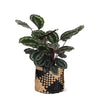 Calathea Medaillon Ø21cm - ↕70cm in Albury BLACK print mand