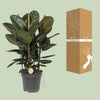 Ficus Robusta - Ø27cm - ↕90cm