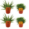 2x Aloe Spider + 2x Senecio Himalaya - 4 stuks - Ø10.5cm - ↕10cm