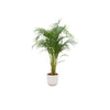 Combi deal - Areca palm inclusief elho Jazz Round wit Ø26 - 140 cm