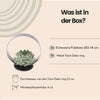 ROOTLESS Succulent Echeveria Pulidonis op Deco tafelstandaard Ø20 cm - ↕20 cm