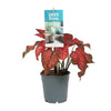 Caladium Rood - Ø12cm - ↕25cm