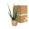 Aloe Vera 12cm in ELHO Vibes Fold 14cm geel