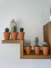 Cactus Mix - 6.5cmØ - 8-15cm hoog- (6 Stuks) - Terracotta - Ø7.5 cm